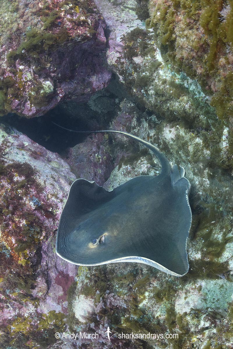 Ariake Stingray, Hemitrygon ariakensis. Minami-Osumi, Kyushu Island, Japan, Northwest Pacific Ocean.