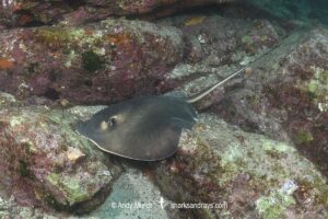 Ariake Stingray, Hemitrygon ariakensis. Minami-Osumi, Kyushu Island, Japan, Northwest Pacific Ocean.