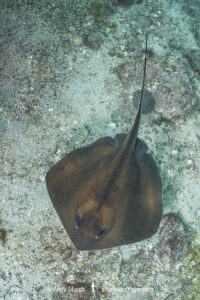 Ariake Stingray, Hemitrygon ariakensis. Minami-Osumi, Kyushu Island, Japan, Northwest Pacific Ocean.