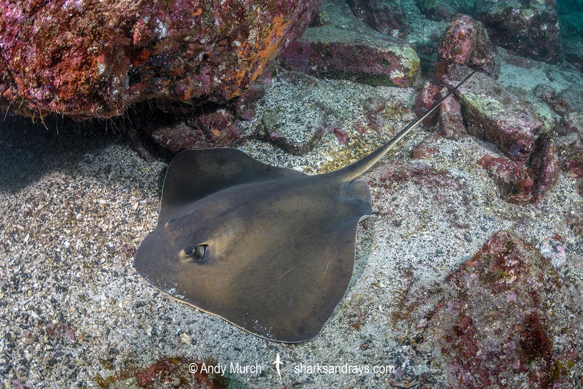 Ariake Stingray, Hemitrygon ariakensis. Minami-Osumi, Kyushu Island, Japan, Northwest Pacific Ocean.