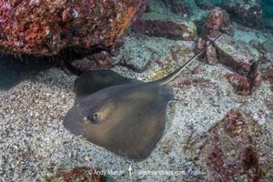Ariake Stingray, Hemitrygon ariakensis. Minami-Osumi, Kyushu Island, Japan, Northwest Pacific Ocean.
