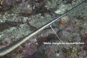 Ariake stingray ventral fin fold detail.