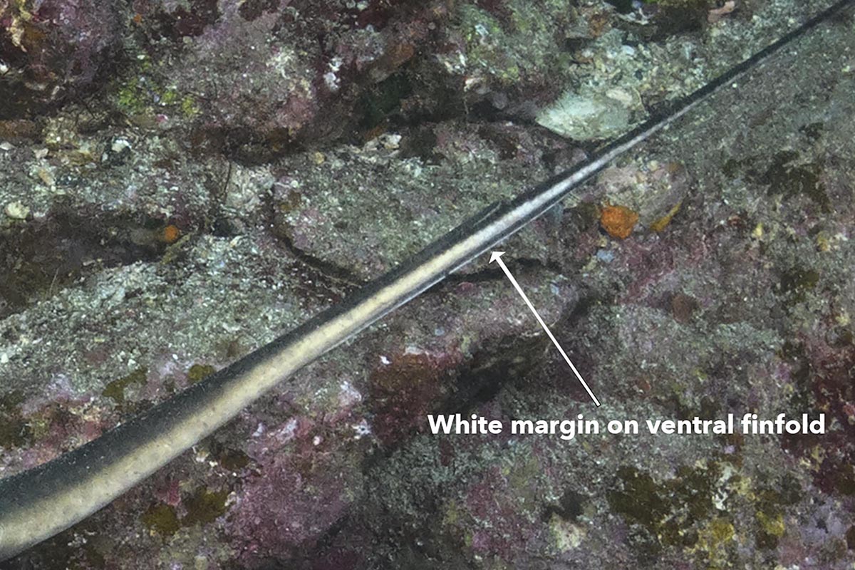 Ariake stingray ventral fin fold detail.