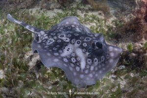 Circular Stingaree, Urolophus circularis. Aka Sinclair’s Stingaree. Cottesloe Beach, Western Australia, Indian Ocean.