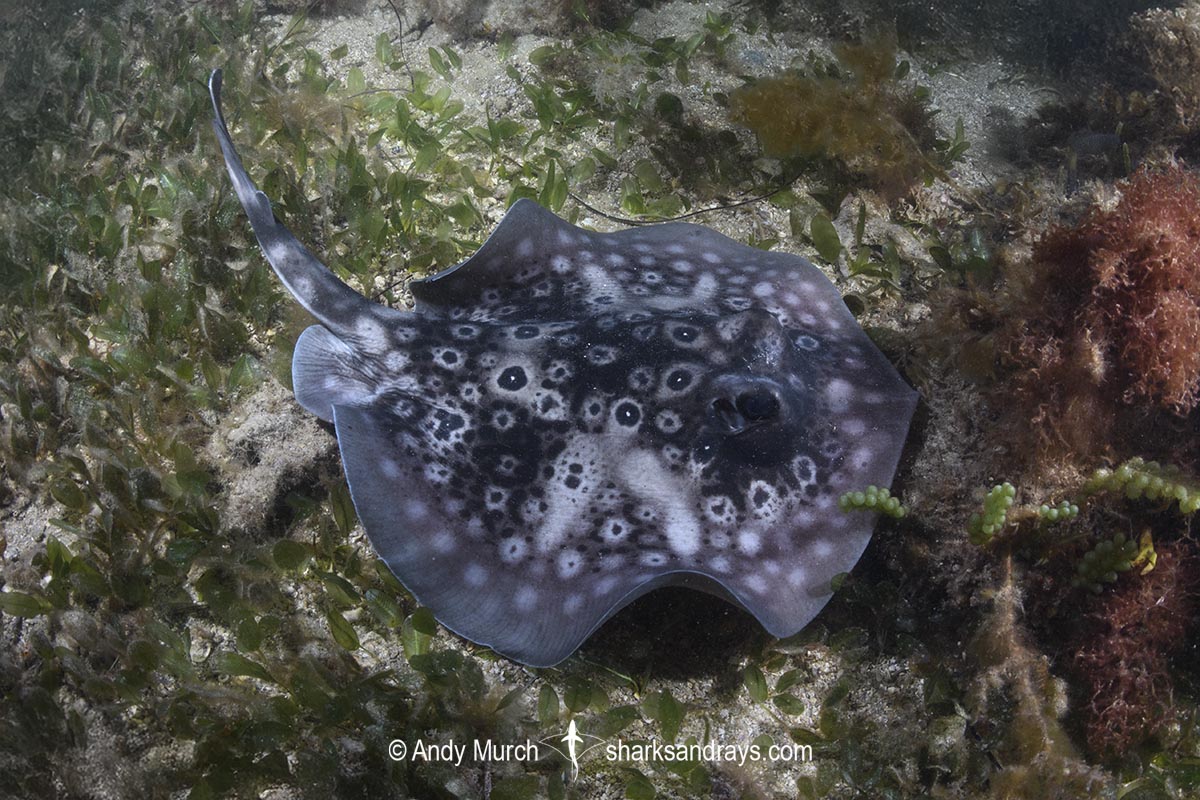 Circular Stingaree, Urolophus circularis. Aka Sinclair’s Stingaree. Cottesloe Beach, Western Australia, Indian Ocean.