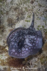 Circular Stingaree, Urolophus circularis. Aka Sinclair’s Stingaree. Cottesloe Beach, Western Australia, Indian Ocean.