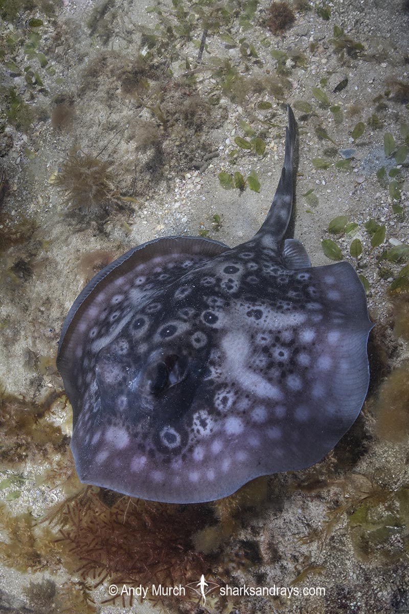 Circular Stingaree, Urolophus circularis. Aka Sinclair’s Stingaree. Cottesloe Beach, Western Australia, Indian Ocean.