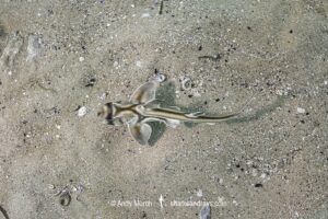 Port Jackson Shark, Heterodontus portusjacksoni. Juvenile from Adelaide, South Australia.