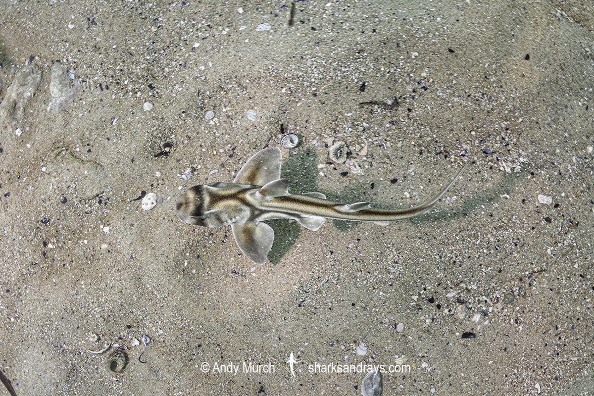 Port Jackson Shark, Heterodontus portusjacksoni. Juvenile from Adelaide, South Australia.
