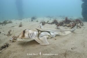 Port Jackson Shark, Heterodontus portusjacksoni. Juvenile from Adelaide, South Australia.