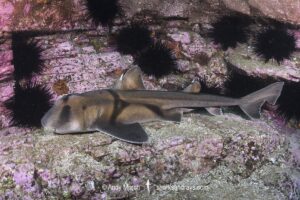 Port Jackson Shark, Heterodontus portusjacksoni. Broughton Island, New South Whales, Australia, Pacific Ocean.