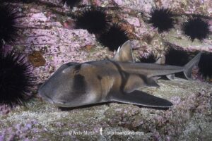 Port Jackson Shark, Heterodontus portusjacksoni. Broughton Island, New South Whales, Australia, Pacific Ocean.