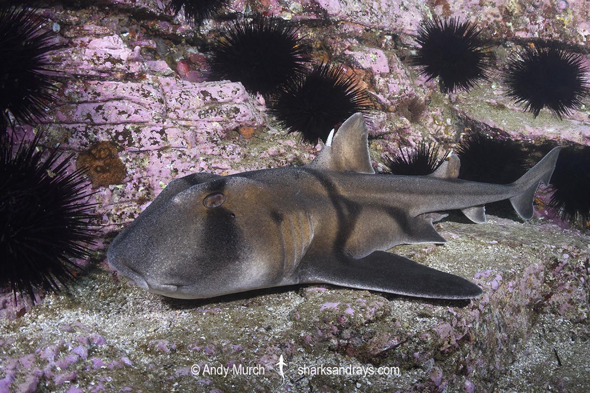 Port Jackson Shark, Heterodontus portusjacksoni. Broughton Island, New South Whales, Australia, Pacific Ocean.