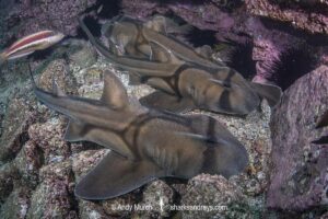Port Jackson Shark, Heterodontus portusjacksoni. Broughton Island, New South Whales, Australia, Pacific Ocean.