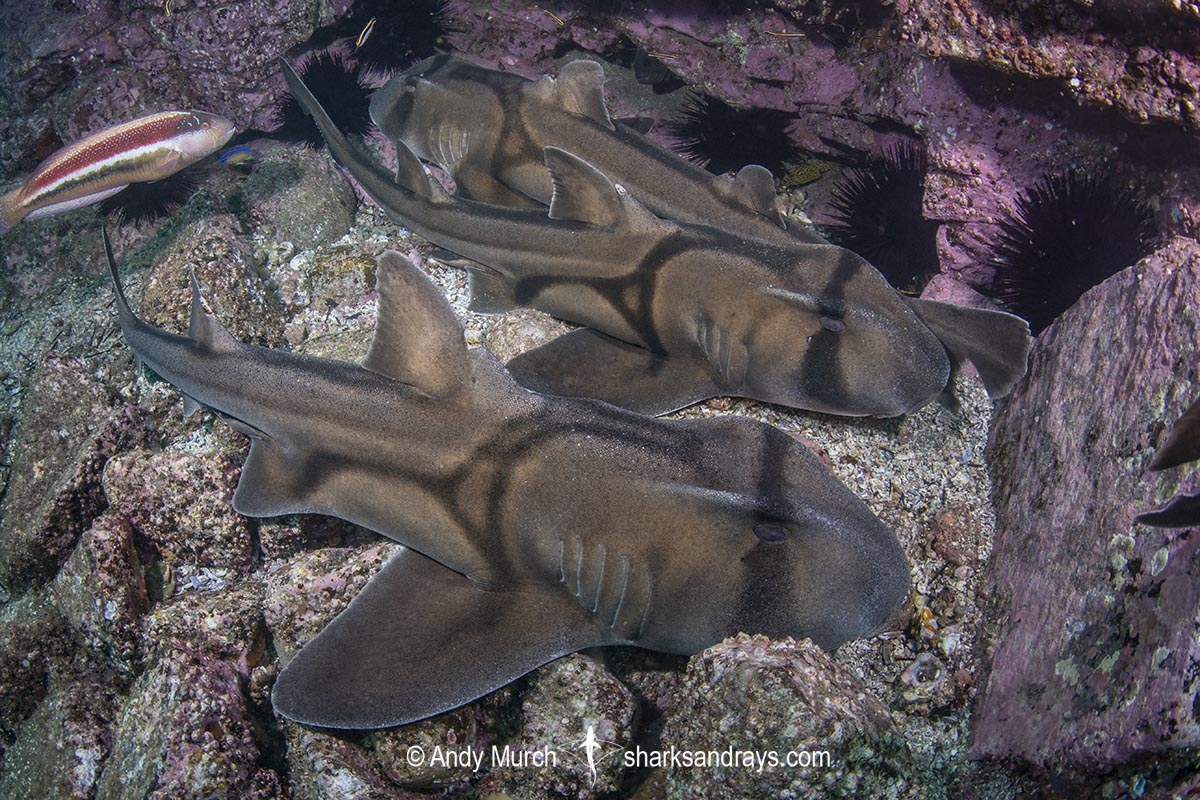Port Jackson Shark, Heterodontus portusjacksoni. Broughton Island, New South Whales, Australia, Pacific Ocean.