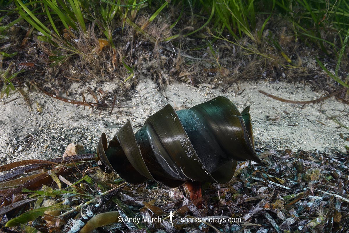 Port Jackson Shark egg case, Heterodontus portusjacksoni. Sometimes called a mermaid's purse. Second Beach, Victoria State, Australia, Pacific Ocean.
