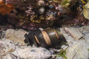 Port Jackson Shark egg case, Heterodontus portusjacksoni. Sometimes called a mermaid's purse. Second Beach, Victoria State, Australia, Pacific Ocean.