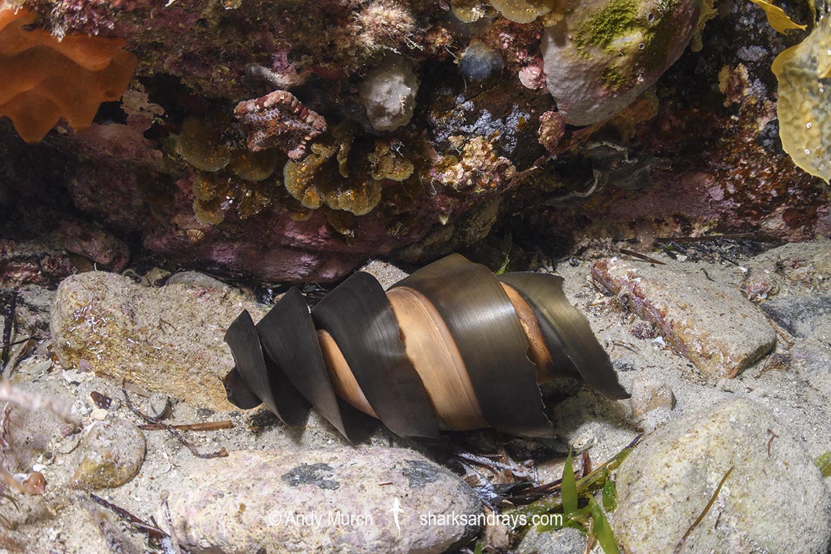 Port Jackson Shark egg case, Heterodontus portusjacksoni. Sometimes called a mermaid's purse. Second Beach, Victoria State, Australia, Pacific Ocean.