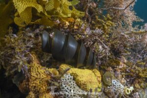Port Jackson Shark egg case, Heterodontus portusjacksoni. Sometimes called a mermaid's purse. Second Beach, Victoria State, Australia, Pacific Ocean.