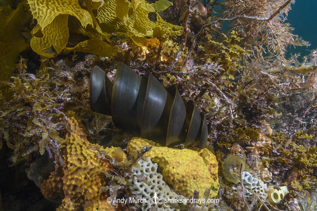 Port Jackson Shark egg case, Heterodontus portusjacksoni. Sometimes called a mermaid's purse. Second Beach, Victoria State, Australia, Pacific Ocean.