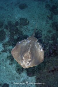 Red stingray, Hemitrygon akajai. Ushibuka, Kyshu, Japan, Pacific Ocean.