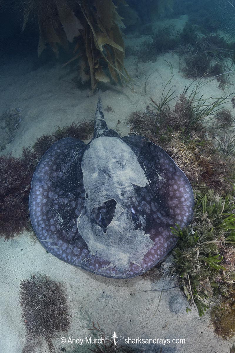 Spotted Stingaree, Urolophus gigas. Port Phillip Bay, Melbourne, Victoria, Australia, Pacific Ocean.