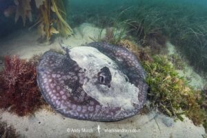 Spotted Stingaree, Urolophus gigas. Port Phillip Bay, Melbourne, Victoria, Australia, Pacific Ocean.