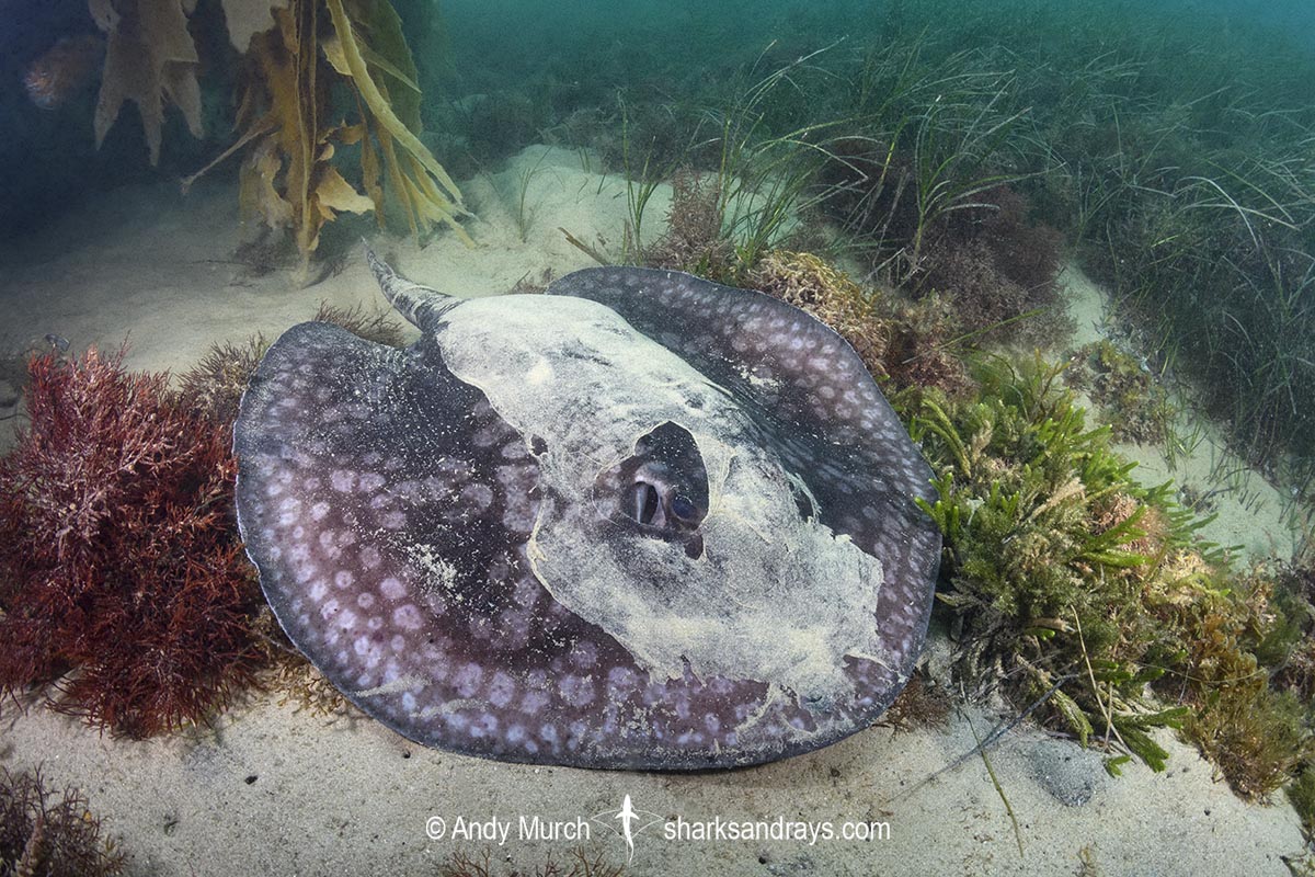 Spotted Stingaree, Urolophus gigas. Port Phillip Bay, Melbourne, Victoria, Australia, Pacific Ocean.