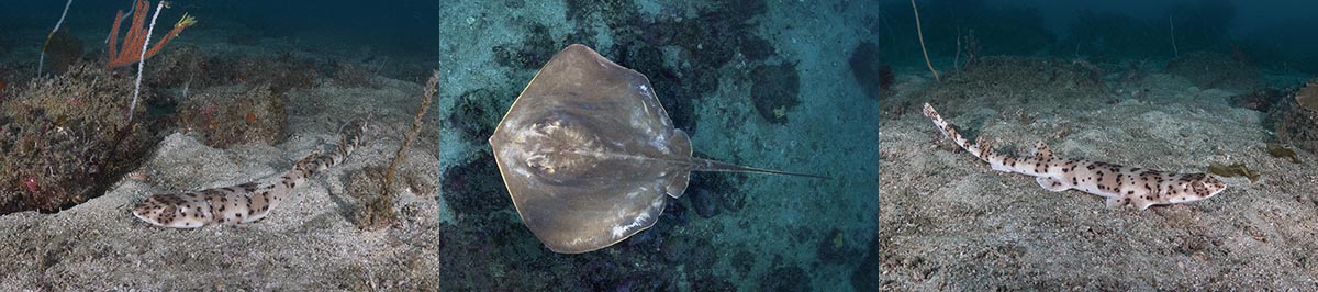 Blackspotted Catshark Expedition to Ushibuka, Kyushu, Japan.