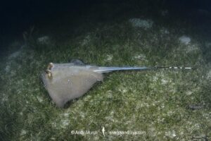 Australian Bluespotted Maskray, Neotrygon australiae. Loloata Island, Bootless Bay, Papua New Guinea, Southeast Asia.