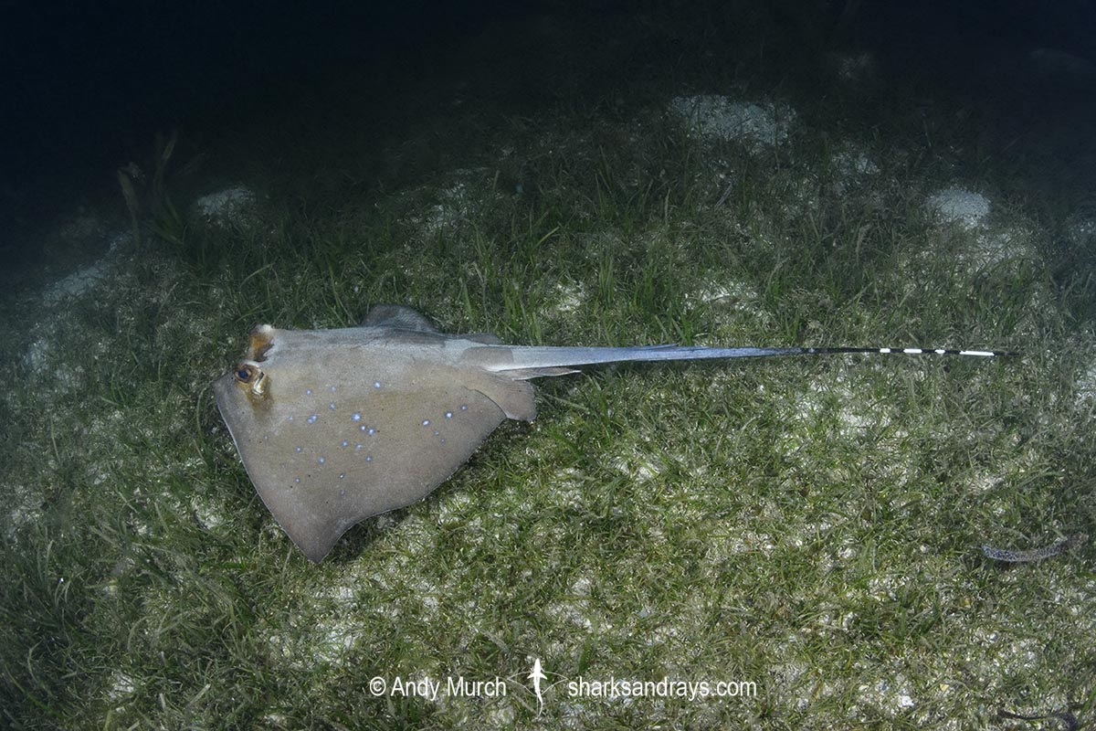 Australian Bluespotted Maskray, Neotrygon australiae. Loloata Island, Bootless Bay, Papua New Guinea, Southeast Asia.