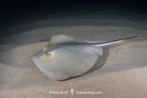 Common Stingray, Dasyatis pastinaca. Tossa de Mar, Spain, Mediterranean Sea.
