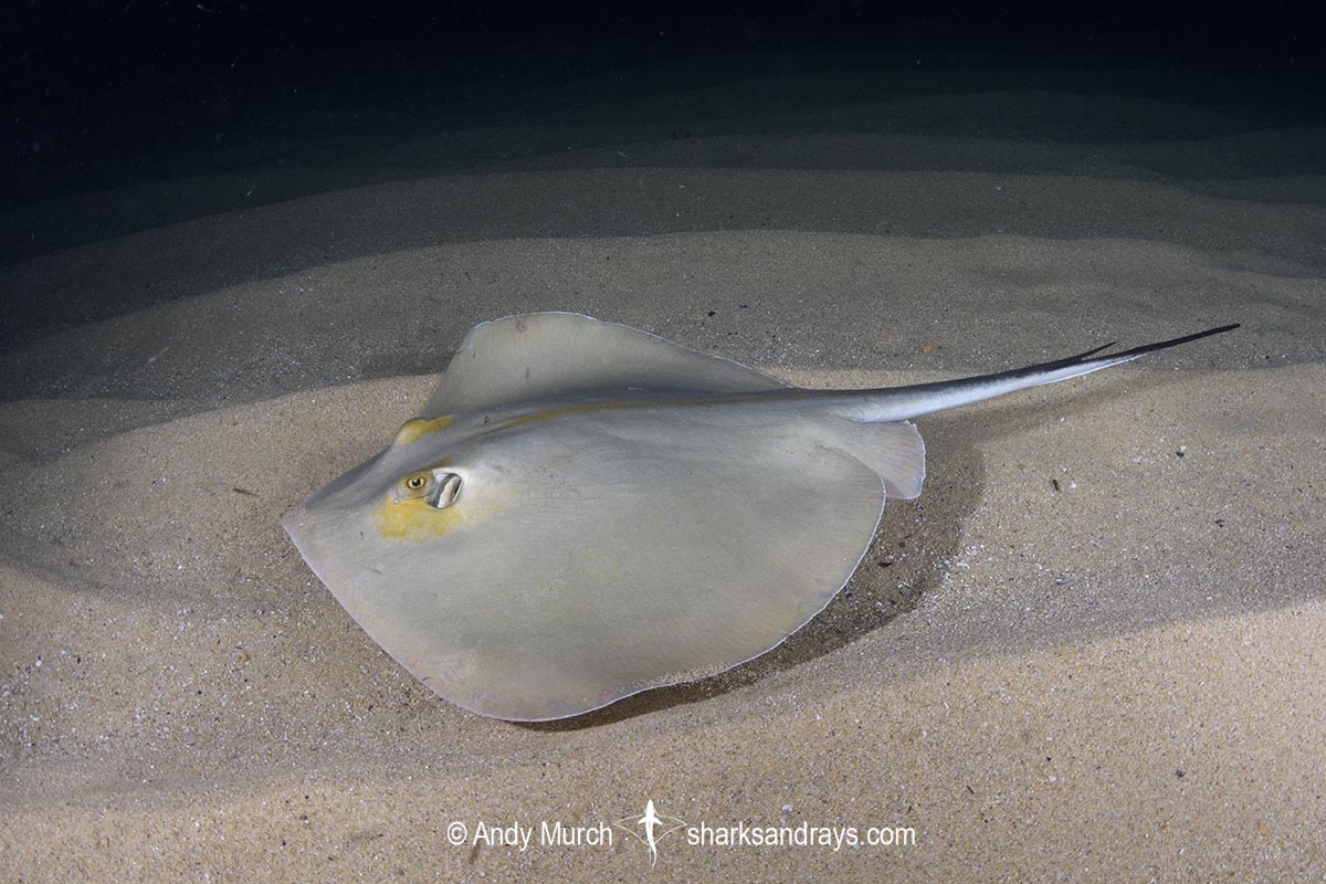 Common Stingray, Dasyatis pastinaca. Tossa de Mar, Spain, Mediterranean Sea.