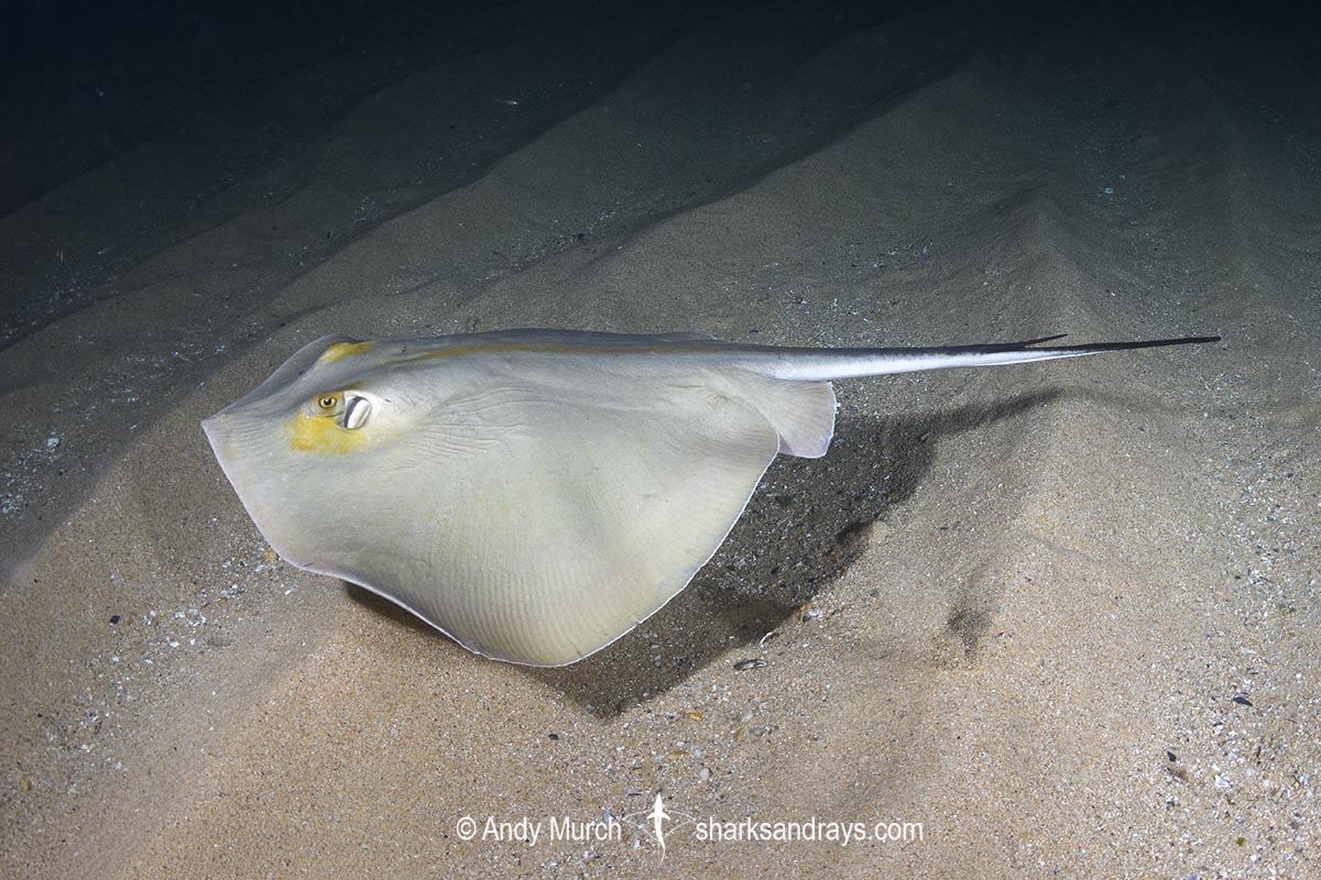 Common Stingray, Dasyatis pastinaca. Tossa de Mar, Spain, Mediterranean Sea.