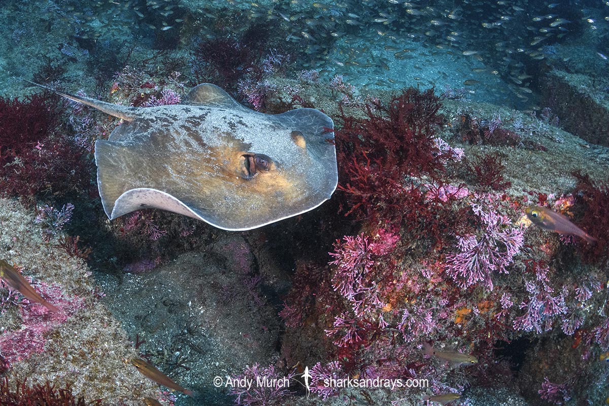 Izu Stingray, Hemitrygon izuensis. Tateyama, Boso Peninsula, Chiba, Honshu Island, Japan, northwest Pacific Ocean.
