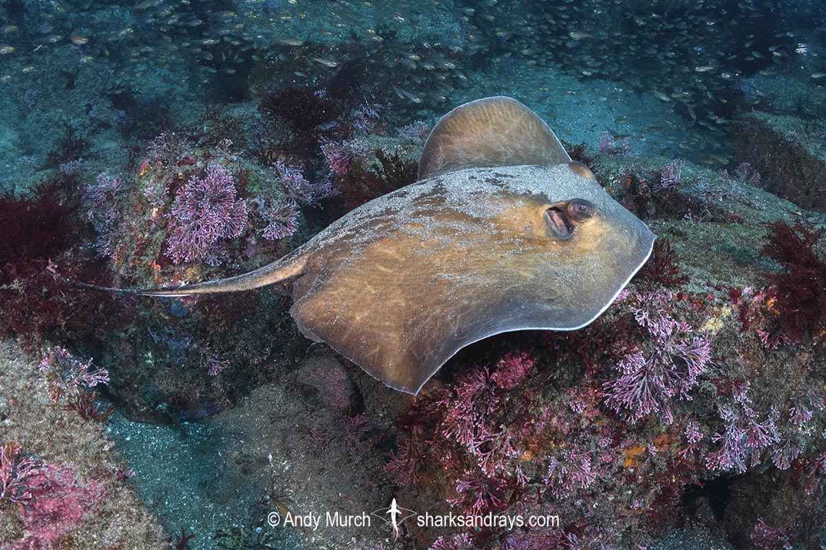 Izu Stingray, Hemitrygon izuensis. Tateyama, Boso Peninsula, Chiba, Honshu Island, Japan, northwest Pacific Ocean.