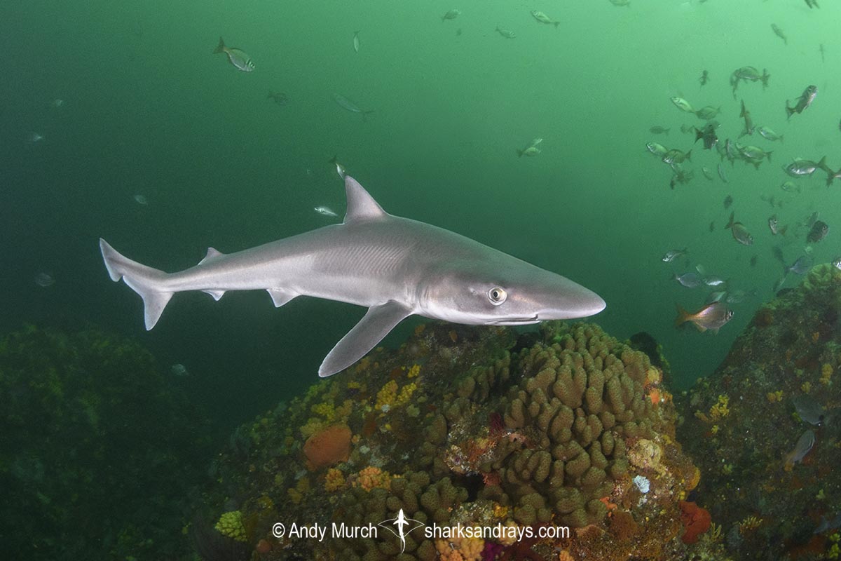 ope Shark, Galeorhinus galeus, aka: soupfin shark or school shark. Port Elizabeth, South Africa, Indian Ocean.