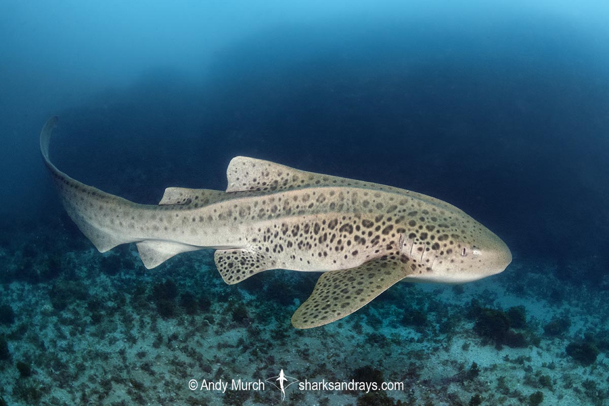 Zebra Shark, Stegostoma tigrinum. Aka leopard shark. Julian Rocks, Byron Bay, New South Whales, Australia, western Pacific.