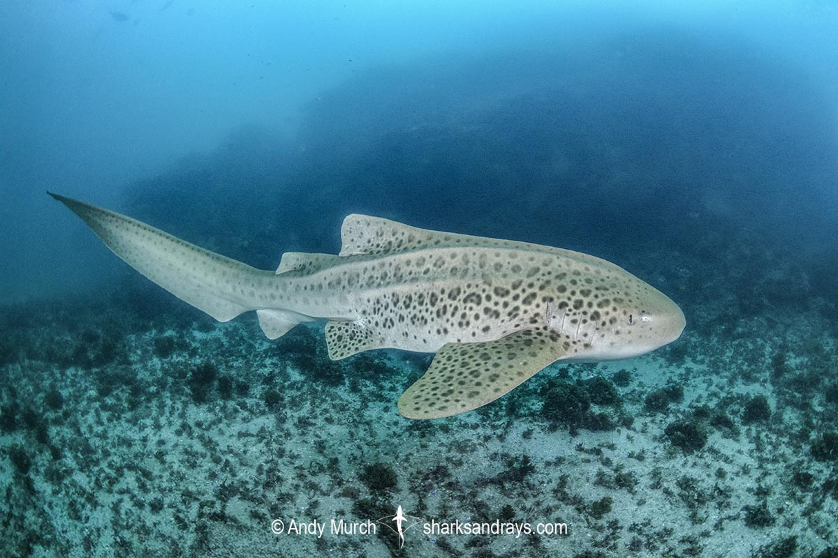 Zebra Shark, Stegostoma tigrinum. Aka leopard shark. Julian Rocks, Byron Bay, New South Whales, Australia, western Pacific.