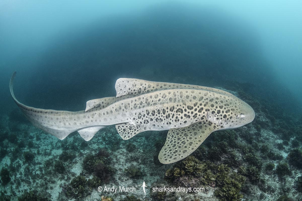 Zebra Shark, Stegostoma tigrinum. Aka leopard shark. Julian Rocks, Byron Bay, New South Whales, Australia, western Pacific.