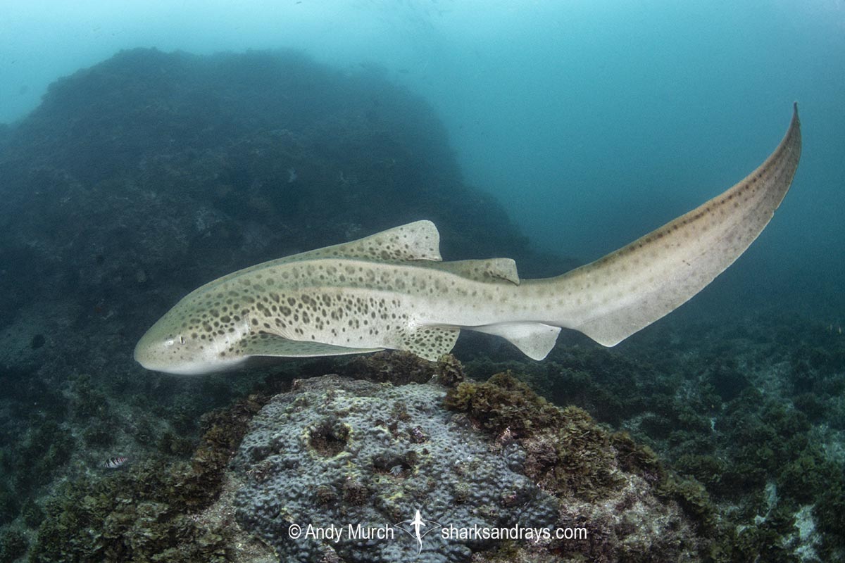 Zebra Shark, Stegostoma tigrinum. Aka leopard shark. Julian Rocks, Byron Bay, New South Whales, Australia, western Pacific.