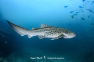 Zebra Shark, Stegostoma tigrinum. Aka leopard shark. Julian Rocks, Byron Bay, New South Whales, Australia, western Pacific.