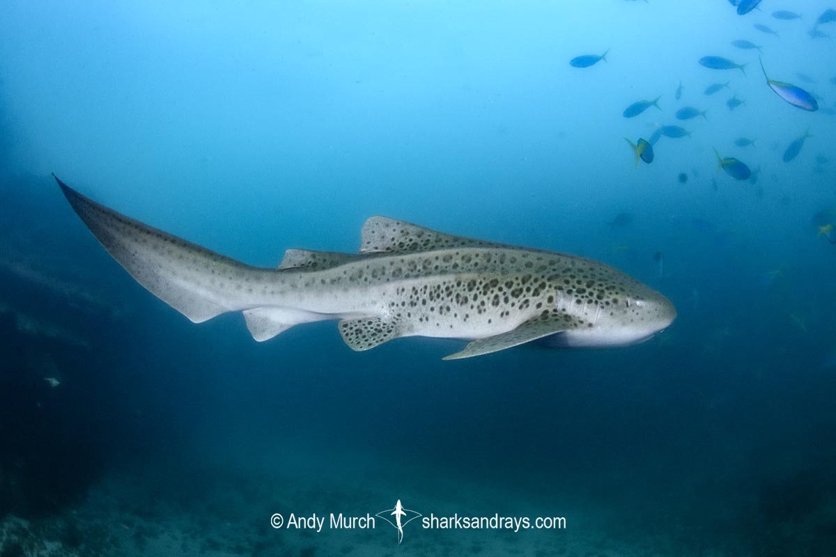Zebra Shark, Stegostoma tigrinum. Aka leopard shark. Julian Rocks, Byron Bay, New South Whales, Australia, western Pacific.