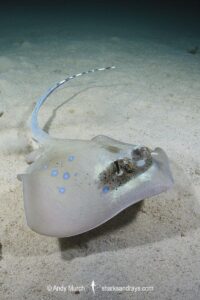 Bobward's Bluespotted Maskray, Neotrygon bobwardi, aka Sumatran Bluespotted Maskray. Pulau Weh, Sabang Island, Sumatra, Indonesia, Indian Ocean.