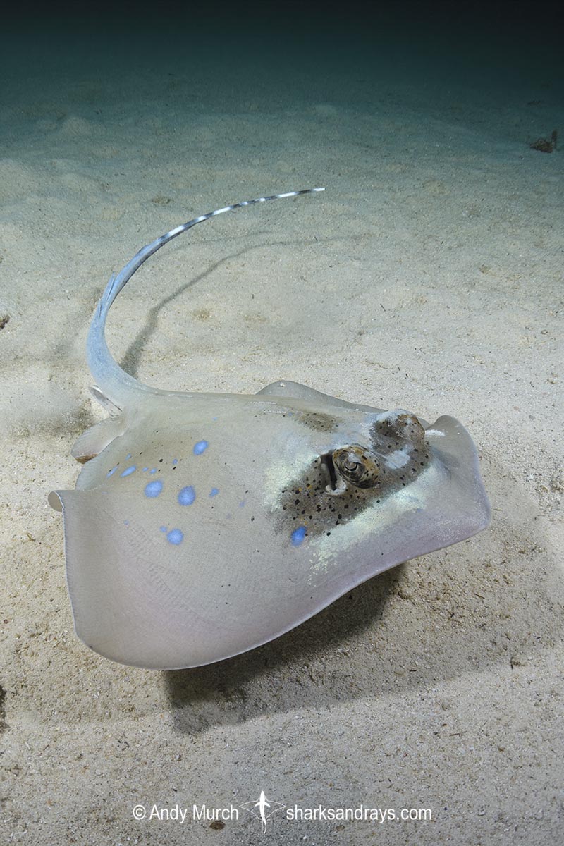 Bobward's Bluespotted Maskray, Neotrygon bobwardi, aka Sumatran Bluespotted Maskray. Pulau Weh, Sabang Island, Sumatra, Indonesia, Indian Ocean.