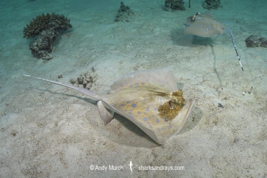 Bobward's Bluespotted Maskray - Neotrygon bobwardi