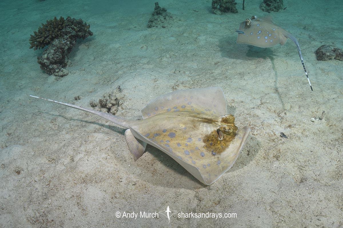 Leucistic Bobward's Bluespotted Maskray, Neotrygon bobwardi, aka Sumatran Bluespotted Maskray. Pulau Weh, Sabang Island, Sumatra, Indonesia, Indian Ocean.