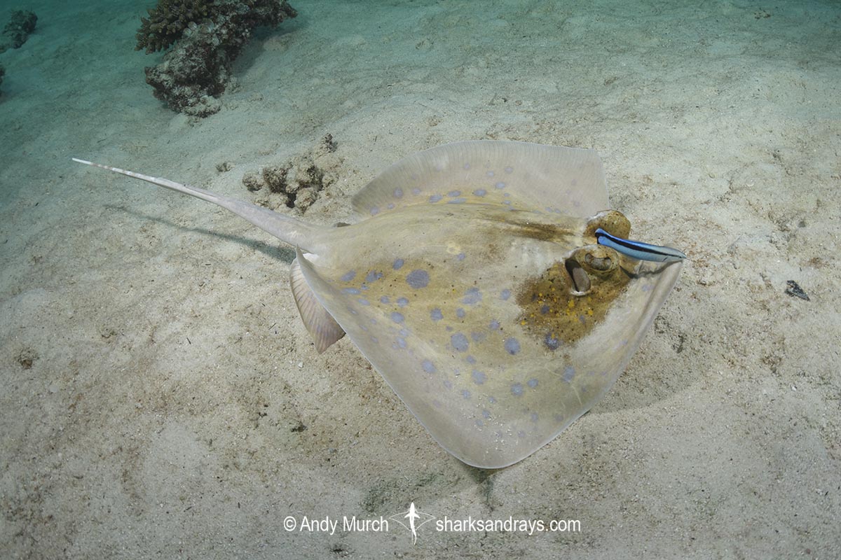 Leucistic Bobward's Bluespotted Maskray, Neotrygon bobwardi, aka Sumatran Bluespotted Maskray. With Bluestreak Cleaner Wrasse (Labroides dimidiatus). Pulau Weh, Sabang Island, Sumatra, Indonesia, Indian Ocean.