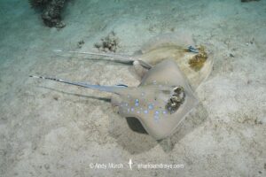 Bobward's Bluespotted Maskray, Neotrygon bobwardi, aka Sumatran Bluespotted Maskray. With Bluestreak Cleaner Wrasse (Labroides dimidiatus). Pulau Weh, Sabang Island, Sumatra, Indonesia, Indian Ocean.
