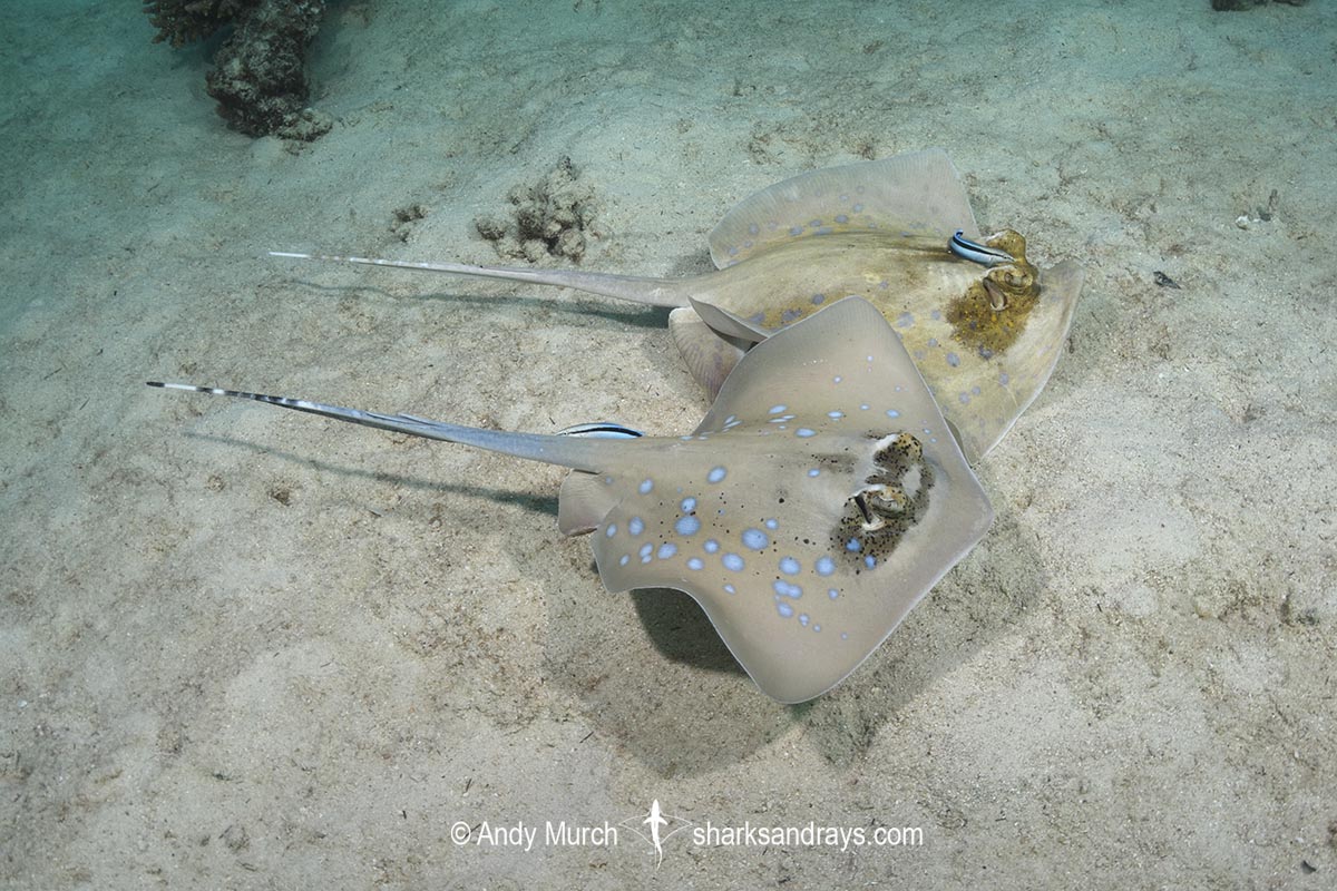 Bobward's Bluespotted Maskray, Neotrygon bobwardi, aka Sumatran Bluespotted Maskray. With Bluestreak Cleaner Wrasse (Labroides dimidiatus). Pulau Weh, Sabang Island, Sumatra, Indonesia, Indian Ocean.